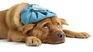 Dogs can contract flu as well as humans. Dogs can contract flu as well as humans.