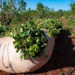 Los productores de yerba mate podrían no comenzar Los productores de yerba mate podrían no comenzar