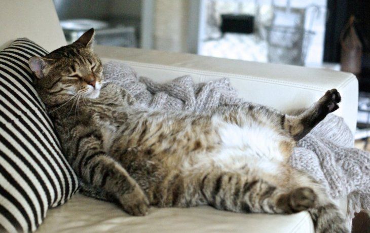 La razón de porqué los gatos amasan las mantas antes de dormir o relajarse. La razón de porqué los gatos amasan las mantas antes de dormir o relajarse.