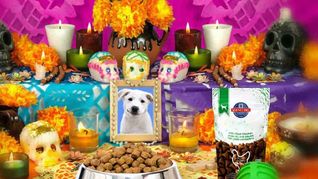Por qué el Día de Muertos para mascotas se celebra el 27 de octubre. Por qué el Día de Muertos para mascotas se celebra el 27 de octubre.