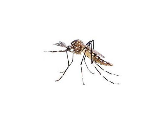 El mosquito Aedes aegypti, transmisor del dengue