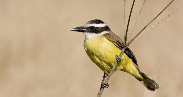 Entre las distintas actividades, la mejor es observar las especies naturales.