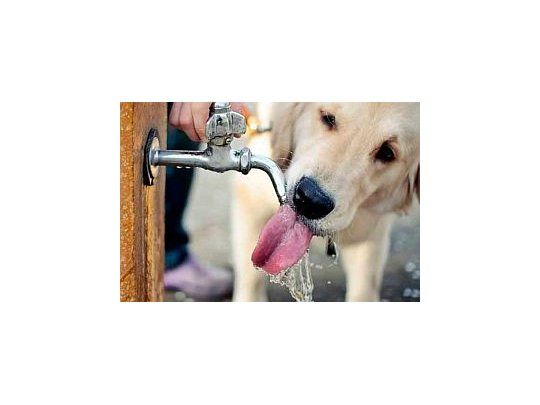 Hay que ponerles agua fresca, dijo el veterinario Juan Romero