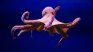 The octopus could happen to us if humans came to extinguish.