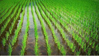 El área dedicada al arroz cayó 55% en Entre Ríos desde el 2010
