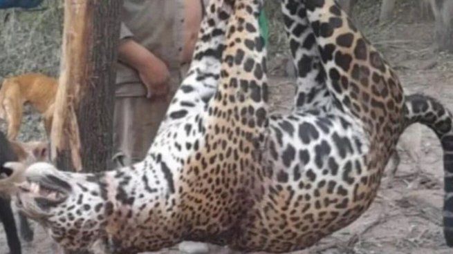 Cazaron Y Carnearon A Un Yaguareté En Riesgo De Extinción En Formosa