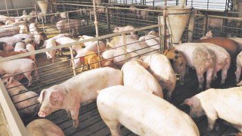 region centro se aferra a interes chino por carne de cerdo