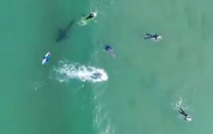 Un gran tiburón blanco acechó a un grupo de surfistas en Sudáfrica