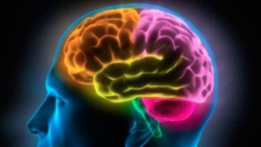 Cerebro: los 3 frutos secos que lo potencian al máximo