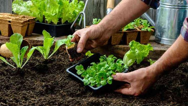 Estas son las plantas y vegetales que tenés que plantar en invierno para que tu huerta nunca se quede sin proviciones.