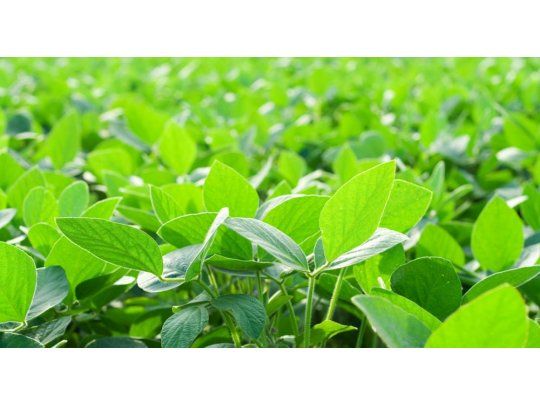 La soja cerró con leve alza a u$s 316,46