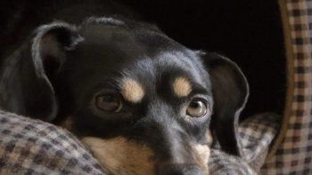 coco hara la cuarentena, lo vacunaran y no sera deportado