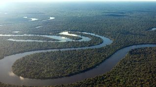 Si se intensifican las sequías y las temperaturas en el Amazonas, se podría acelerar el cambio de selva tropical a sabana.