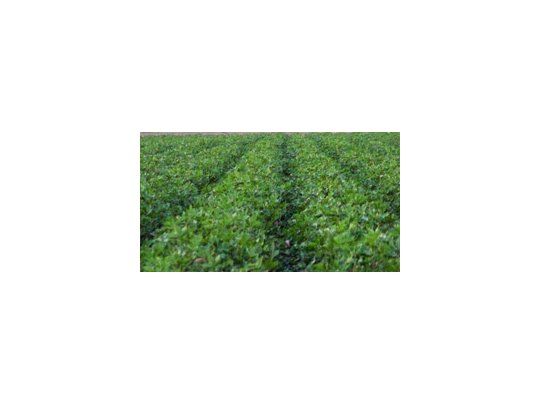 Alto precio del algodón atrae a productores
