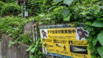 Japón colocará más de 800 cámaras en las zonas montañosas para monitorear a los osos tras la ola de ataques.
