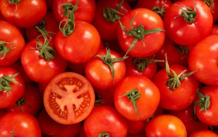 Aislan una plantación tras detectar el virus rugoso del tomate&nbsp;