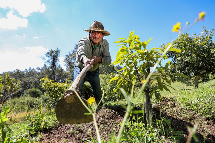 Sembrando Vida: de qué se trata este programa del Bienestar Sembrando Vida: de qué se trata este programa del Bienestar