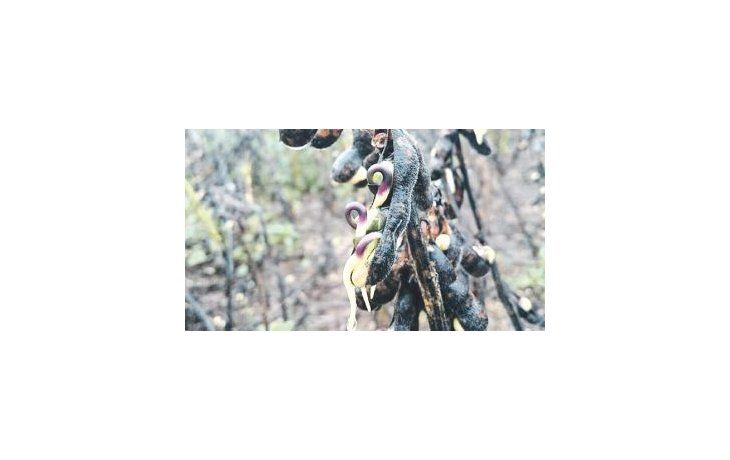 ámbito.com | Soja brotada por la humedad y la imposibilidad de que las máquinas ingresen a los lotes a cosechar debido a la falta de piso, por las lluvias, llevó estimación de producción a 56 millones de toneladas.