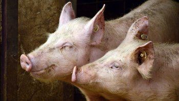 por un exotico virus africano, prohiben cerdos en exposiciones en todo el pais