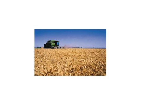 Crecería el área sembrada con trigo