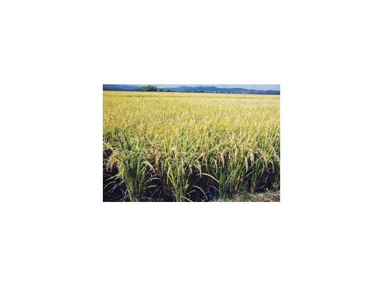 Cae la producción de arroz en Entre Ríos por los altos costos y la falta de políticas por parte del Estado.