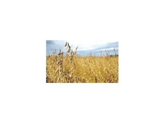 Las últimas lluvias mejoraron o mantuvieron la condición de cultivo de soja sobre una importante área productiva.