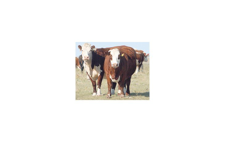 Según la Cámara de la Industria y Comercio de Carnes y Derivados (CICCRA), la producción cayó el 22% interanual, a 1,74 millón de toneladas.
