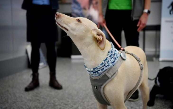 El experimento con perros rastreadores utilizados para detectar personas infectadas con coronavirus&nbsp;arrojó resultados prometedores.