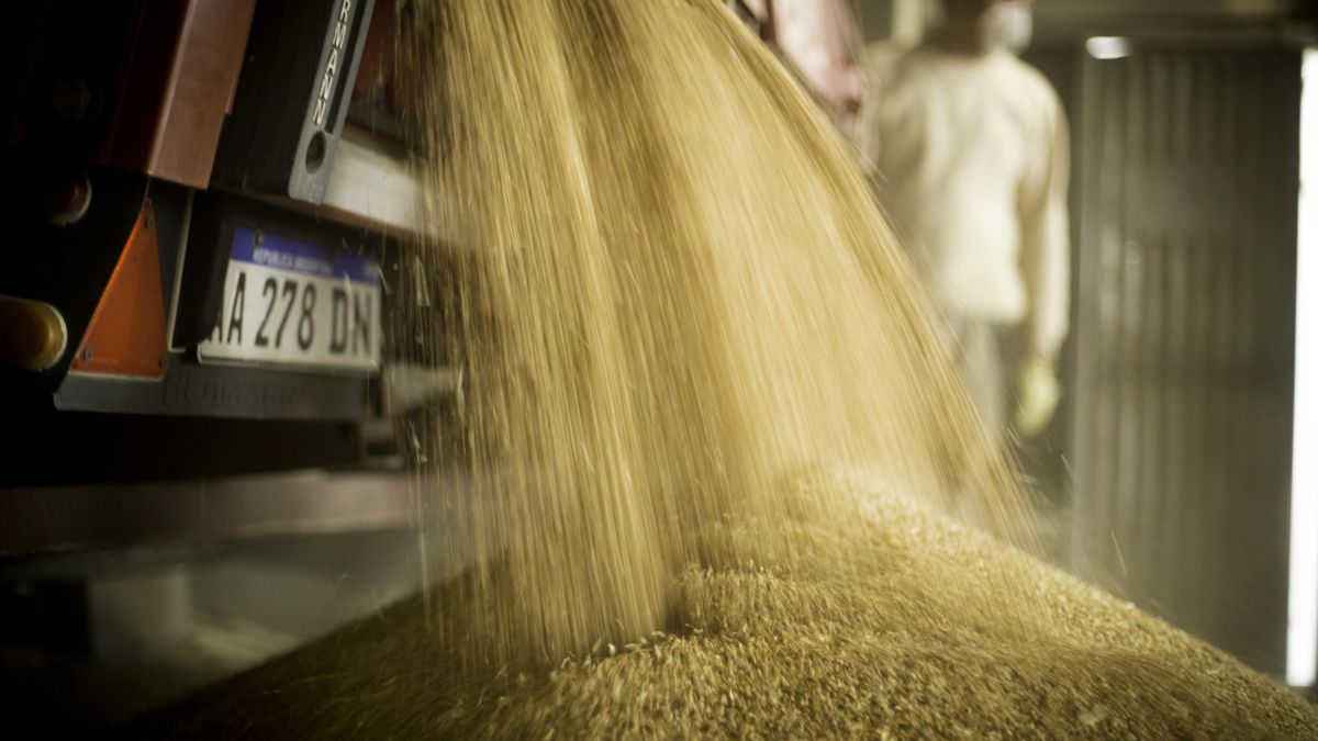 Due to the drought, the Government confirmed the extension of wheat exports