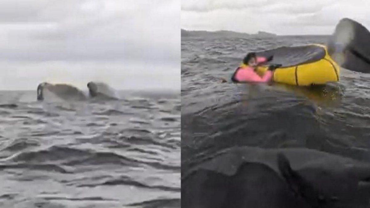 The man who was swallowed by a whale in Chile spoke: “I thought I had eaten”