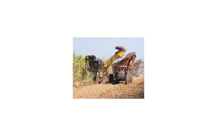 La superficie con caña de azúcar podría crecer 25 mil hectáreas. Se estima una producción de 13,6 millones de toneladas de caña para este año, con una producción que podría ser de 1,37 millón de toneladas de azúcar.