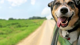 mascotas: como cuidar la salud bucodental de perros y gatos