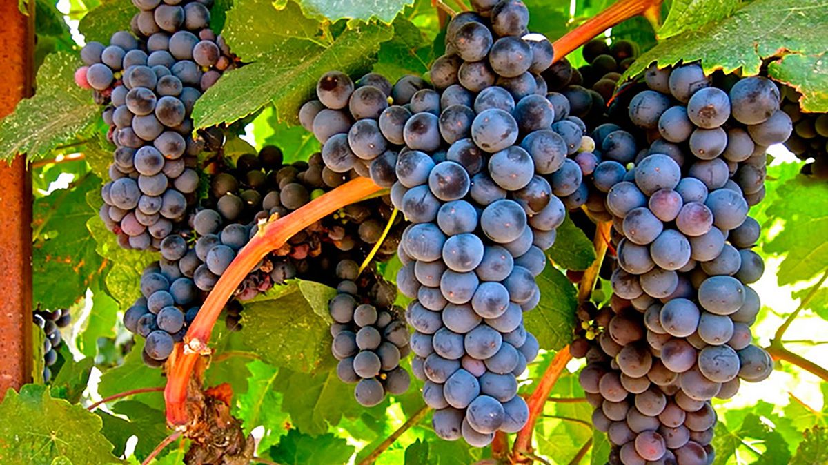 More than 30% of the grapes produced in Uruguay will obtain a sustainability certificate