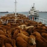 Organismos ambientales denuncian falta de controles en las vacas que fueron transportadas de Uruguay hacia Turquía. Organismos ambientales denuncian falta de controles en las vacas que fueron transportadas de Uruguay hacia Turquía.