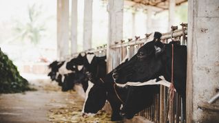 Con la sequía se perderán 61 millones de litros de leche. Con la sequía se perderán 61 millones de litros de leche.