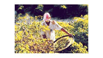 A pesar del crecimiento en las ventas los productores están preocupados por la plaga del hongo de la roya que desde al año pasado afecta a miles de hectáreas y ha provocado la pérdida de medio millón de empleos