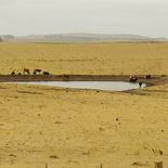La posible llegada de La Niña presiona a la agricultura de verano y a la ganadería. La posible llegada de La Niña presiona a la agricultura de verano y a la ganadería.