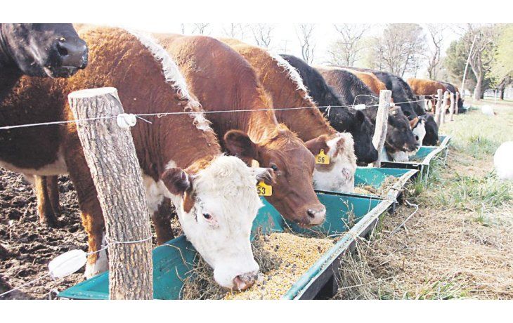 ámbito.com | Feedloteros. Los productores ganaderos piden herramientas de financiación para crecer en el segmento.