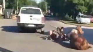 Dos jóvenes fueron detenidos por robas a caballo.