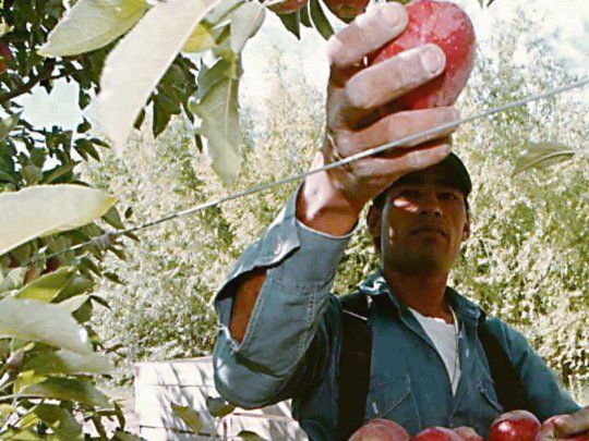 Mercado. Durante el año pasado se exportaron a Brasil 126.090 toneladas (20.496 toneladas de manzanas y 106.000 toneladas de peras) por un os u$s108 millones.