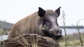 El jabalí europeo es considerado una de las 100 especies exóticas invasoras más dañinas del mundo.