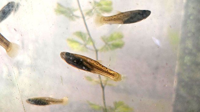 La especie utilizada es conocida popularmente como “madrecitas de agua” (Phalloceros caudimaculatus), pequeños peces autóctonos de entre 2,5 y 3 centímetros que se alimentan exclusivamente de huevos y larvas de mosquitos. 