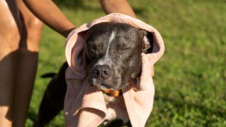 El calor extremo también impacta en perros y gatos. El calor extremo también impacta en perros y gatos.
