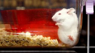 Suiza decidirá si prohíbe los experimentos médicos con animales y humanos