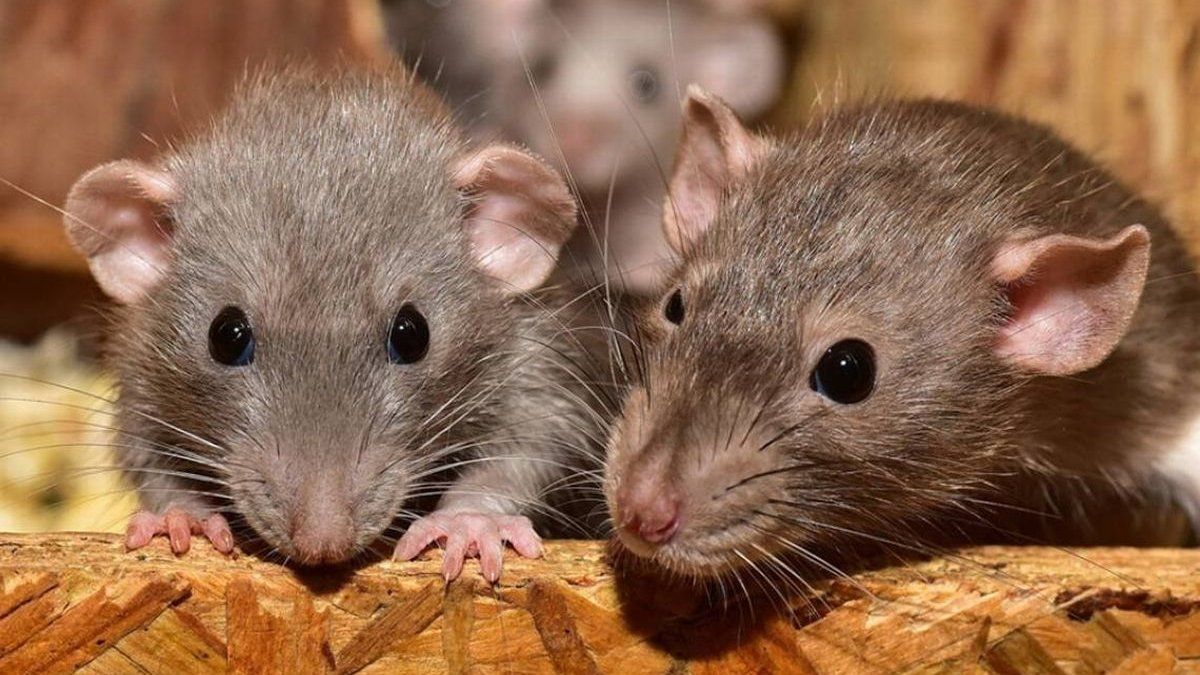 Hantavirus en Chubut: una niña de 8 años murió a causa de un "shock cardiogénico"