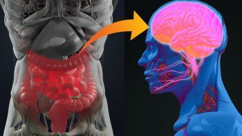 como se conecta el intestino con el cerebro y por que puede impactar en nuestro estado de animo