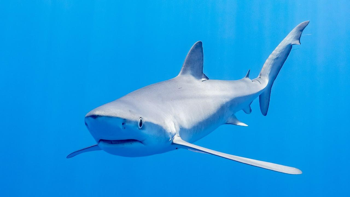 Crew members of a boat were attacked by sharks and left adrift