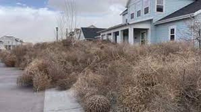 La hierba rodadora inundó las calles y residencias de South Jordan, Utah