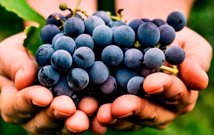 Las uvas son especialmente ricas en compuestos bioquímicos con propiedades antioxidantes.