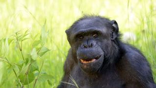 El adiós a Tomy, el querido chimpancé de La Plata. El adiós a Tomy, el querido chimpancé de La Plata.